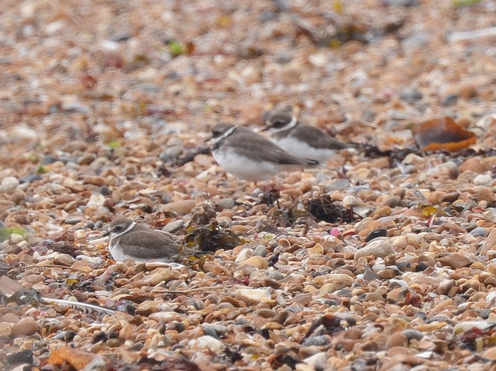 Semipalmated Plover