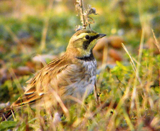 Shorelark