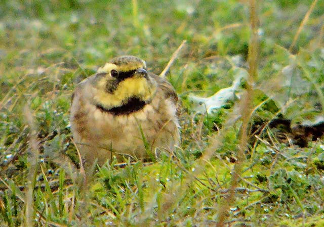 Shorelark