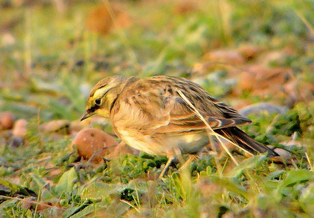 Shorelark