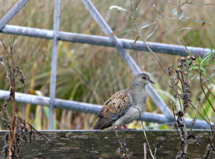 Turtle Dove