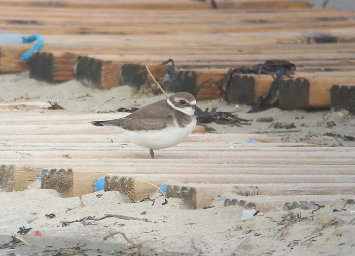 Semipalmated Plover