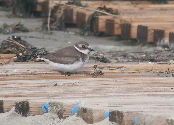 Semipalmated Plover