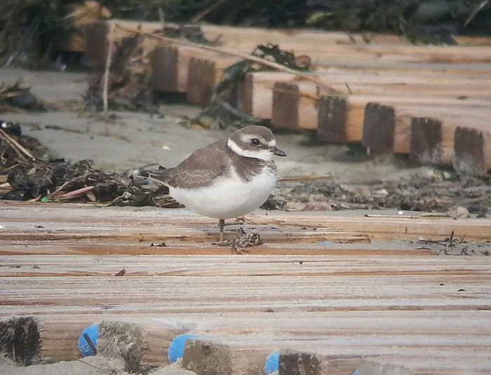 Semipalmated Plover