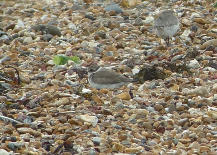 Semipalmated Plover