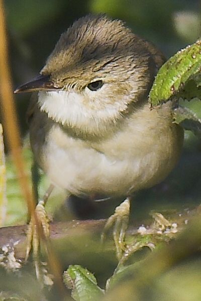 Blyth's Reed Warbler