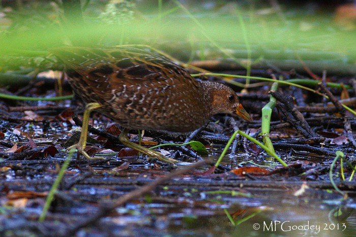 Spotted Crake