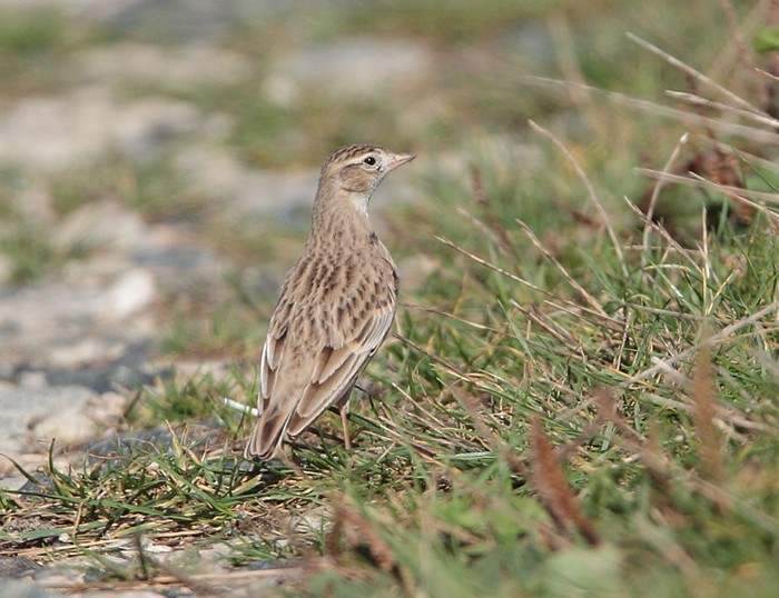 Short-toed Lark