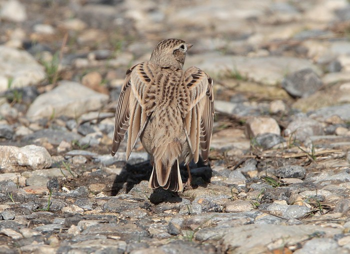 Short-toed Lark