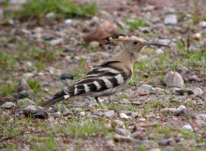 Hoopoe