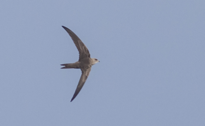 Pallid Swift