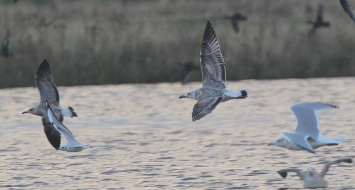 Caspian Gull