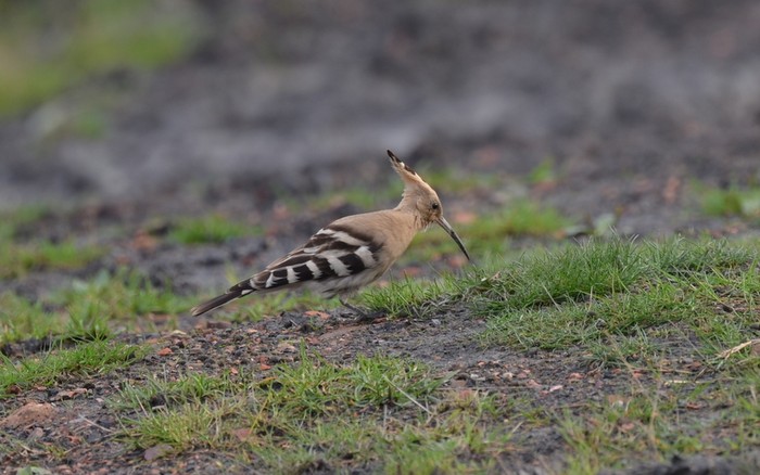 Hoopoe