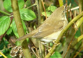 Blyth's Reed Warbler