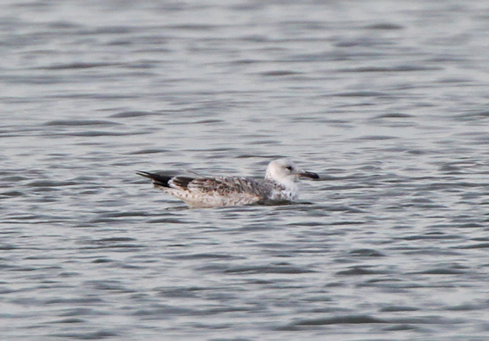 Caspian Gull
