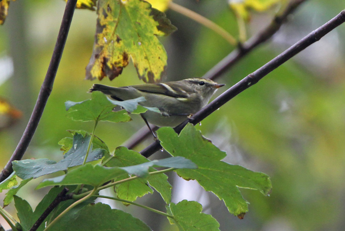 Yellow-browed Warbler