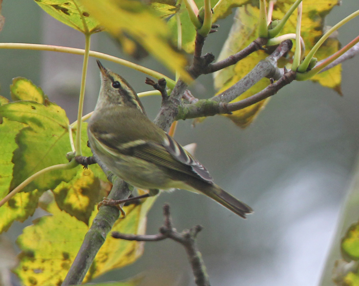 Yellow-browed Warbler