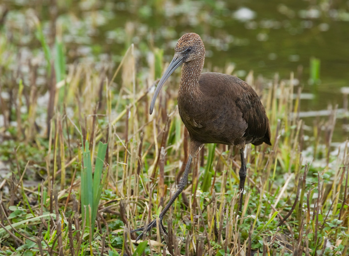 Glossy Ibis