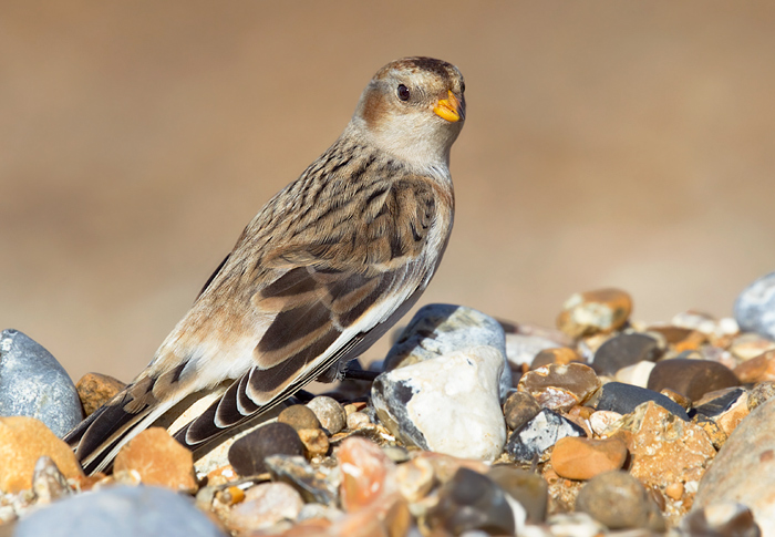 Snow Bunting