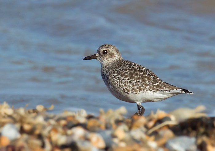 Grey Plover