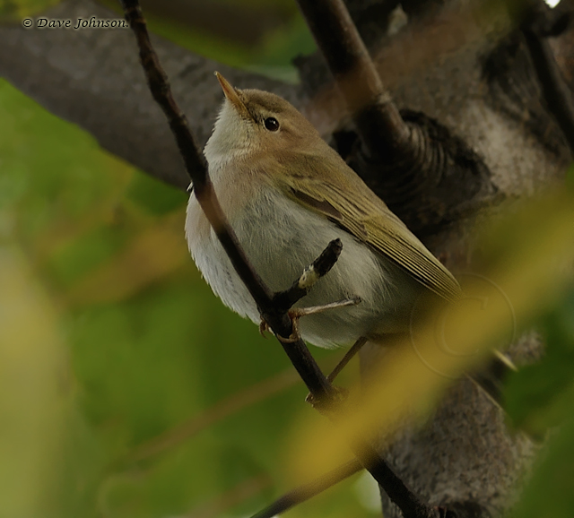 Western Bonelli's Warbler