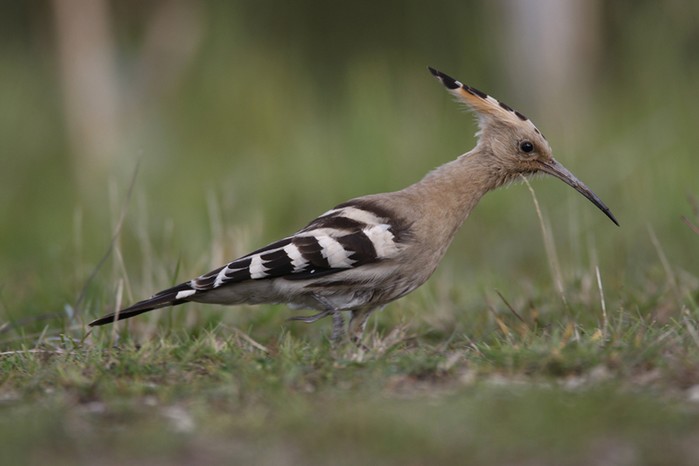 Hoopoe