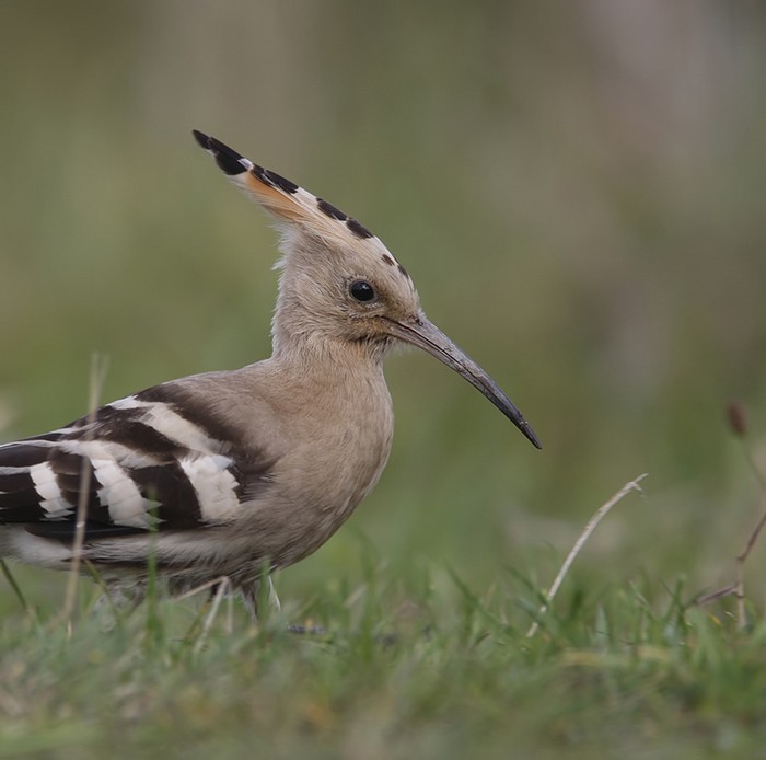 Hoopoe