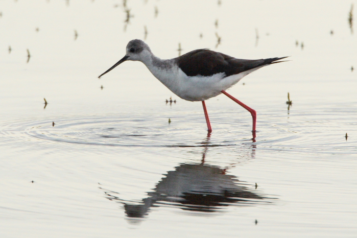 Black-winged Stilt