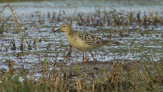 Buff-breasted Sandpiper