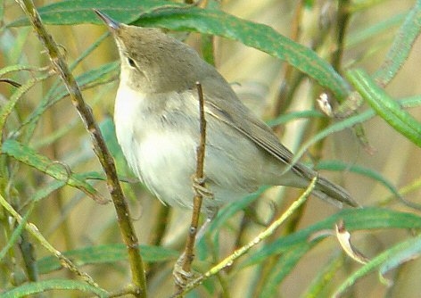 Blyth's Reed Warbler