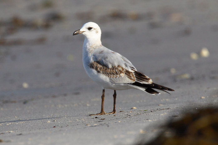 Mediterranean Gull