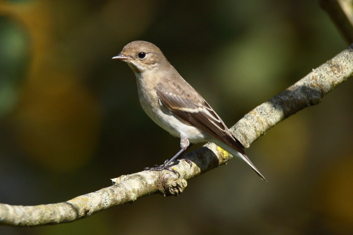 Pied Flycatcher