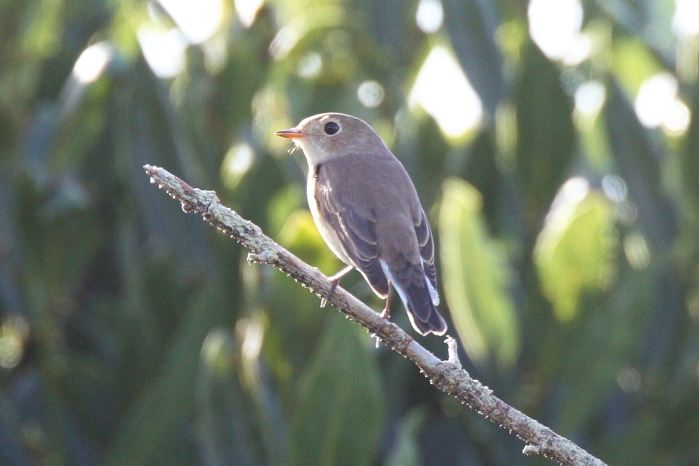 Red-breasted Flycatcher