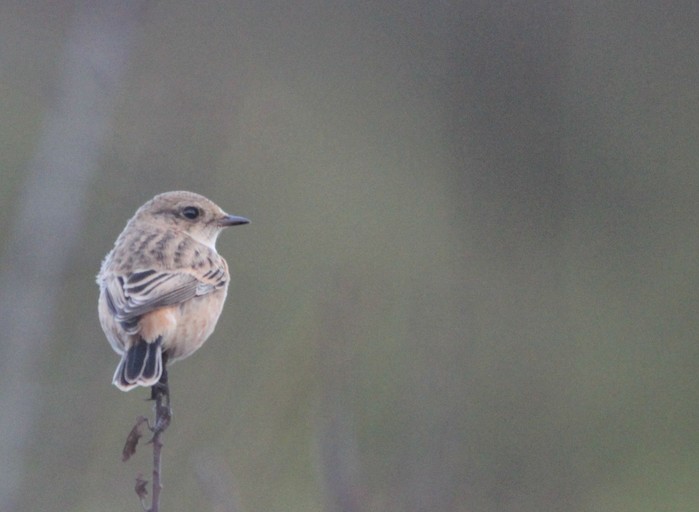 Siberian Stonechat