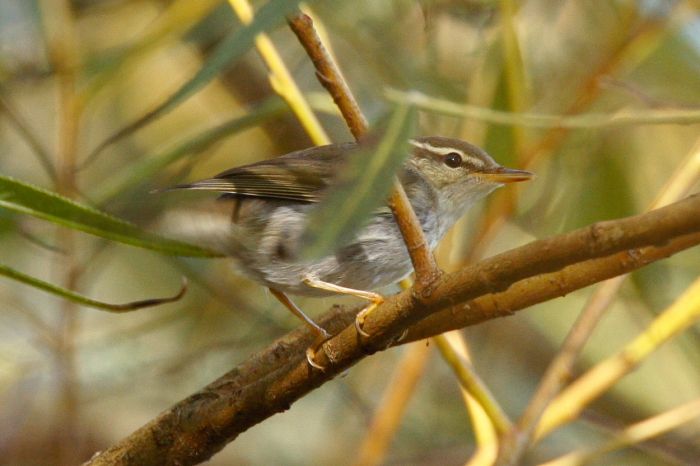 Arctic Warbler
