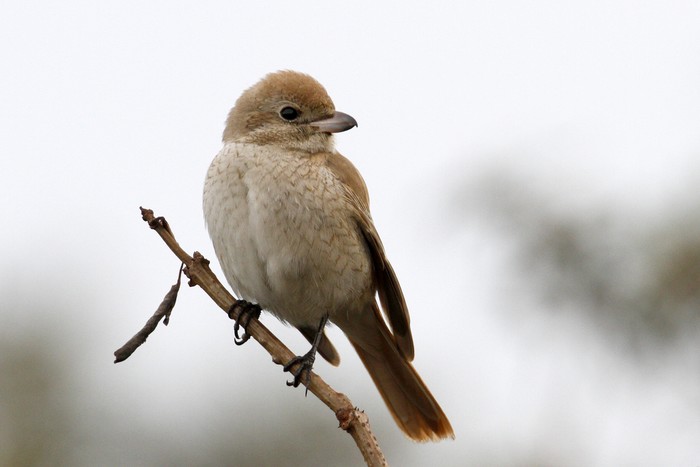 ISABELLINE SHRIKE