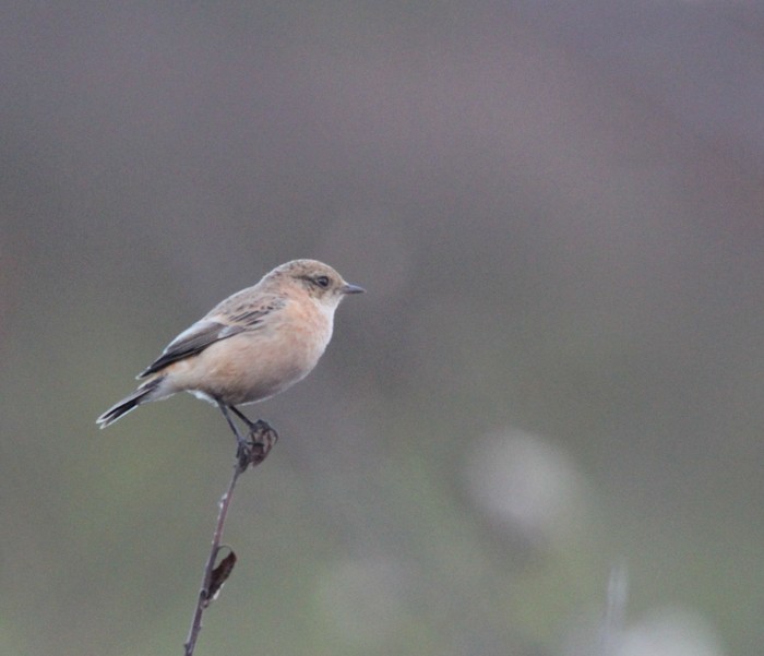 Siberian Stonechat