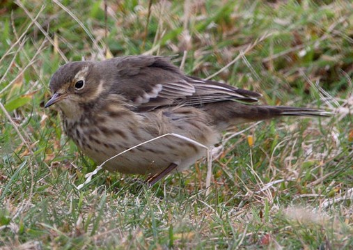 Buff-bellied Pipit