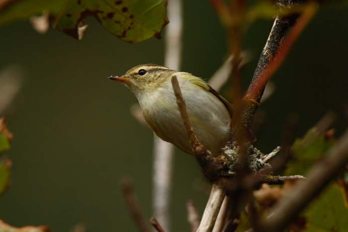 Yellow-browed Warbler