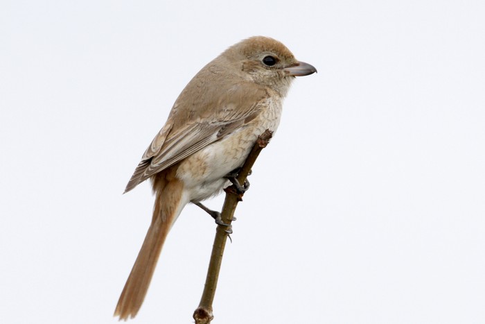 ISABELLINE SHRIKE