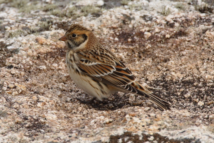 Lapland Bunting