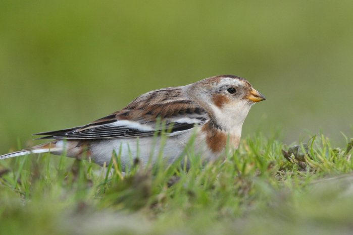 Snow Bunting