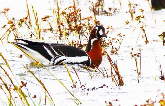 Red-breasted Goose