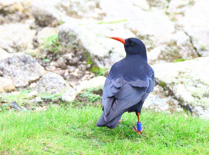 Chough