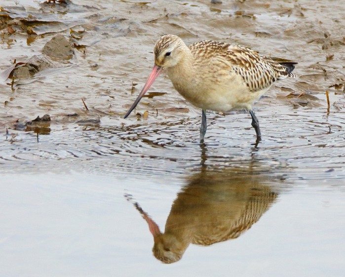 Bar-tailed Godwit