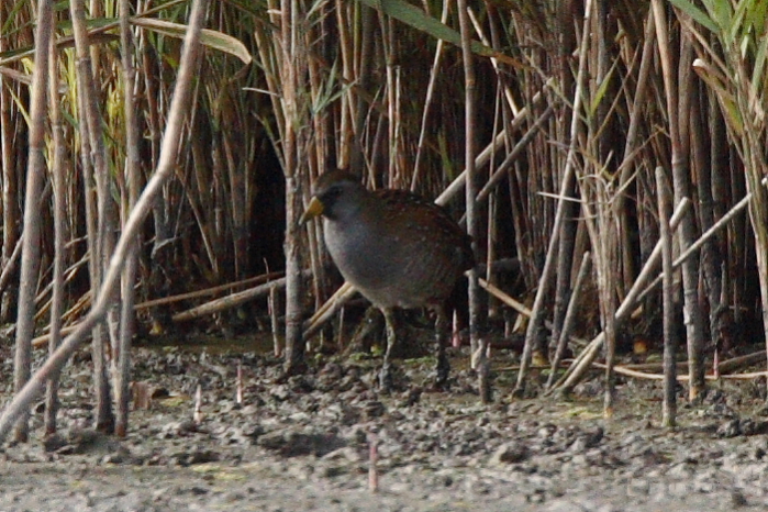 Sora