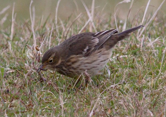 Buff-bellied Pipit