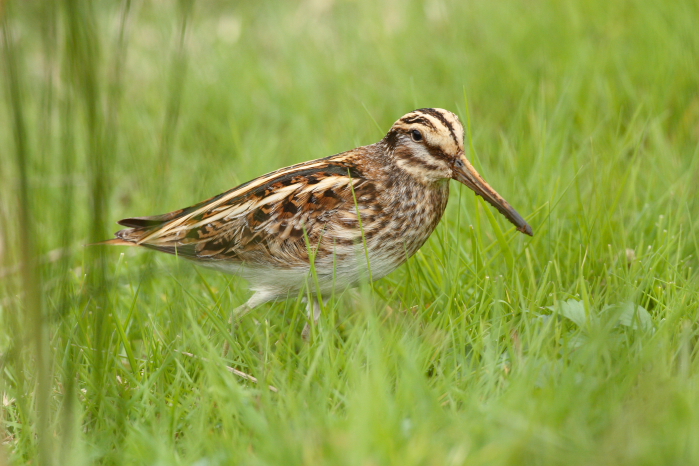 Jack Snipe