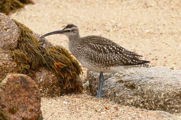 Whimbrel