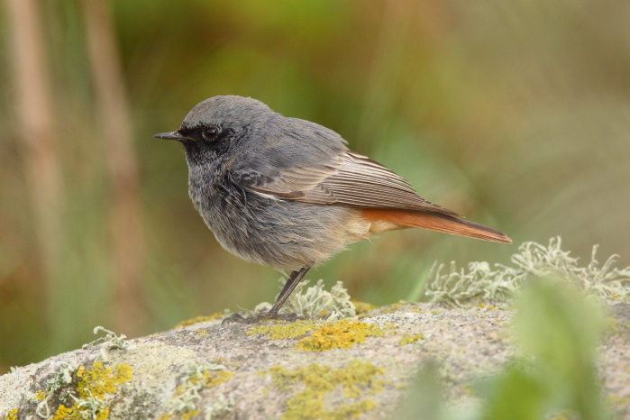 Black Redstart